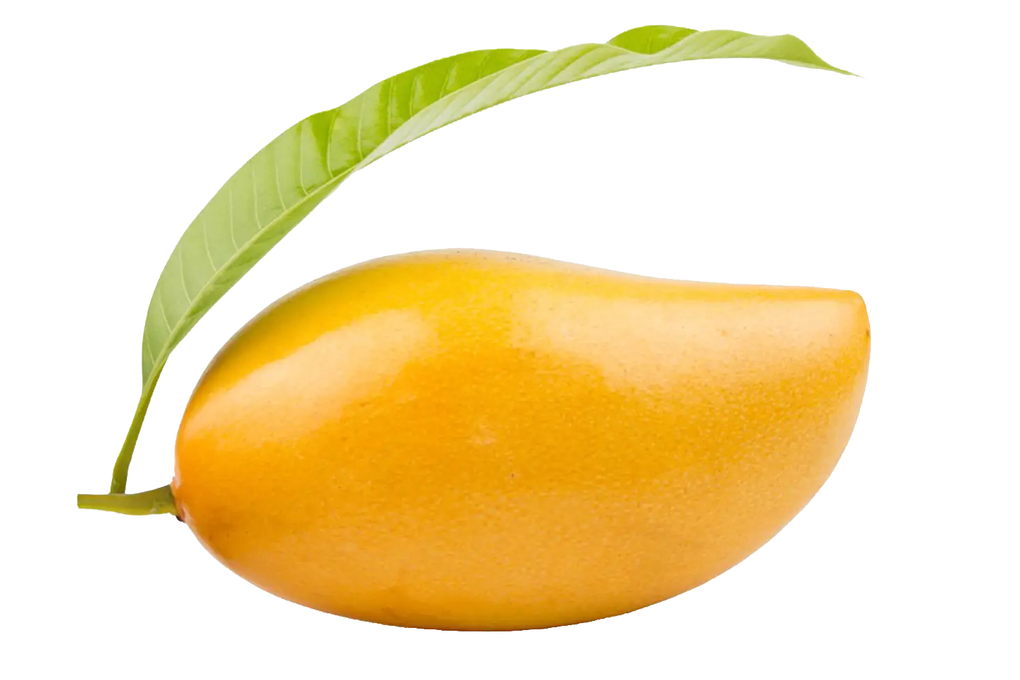 Fresh Mango with Leaf
