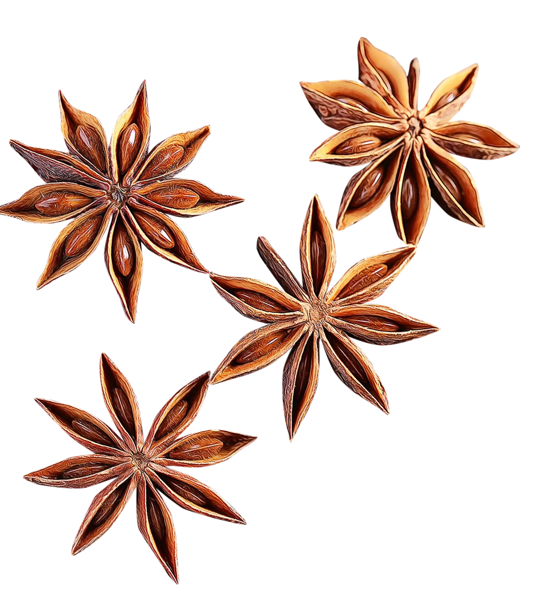 Star Anise Spice Illustration