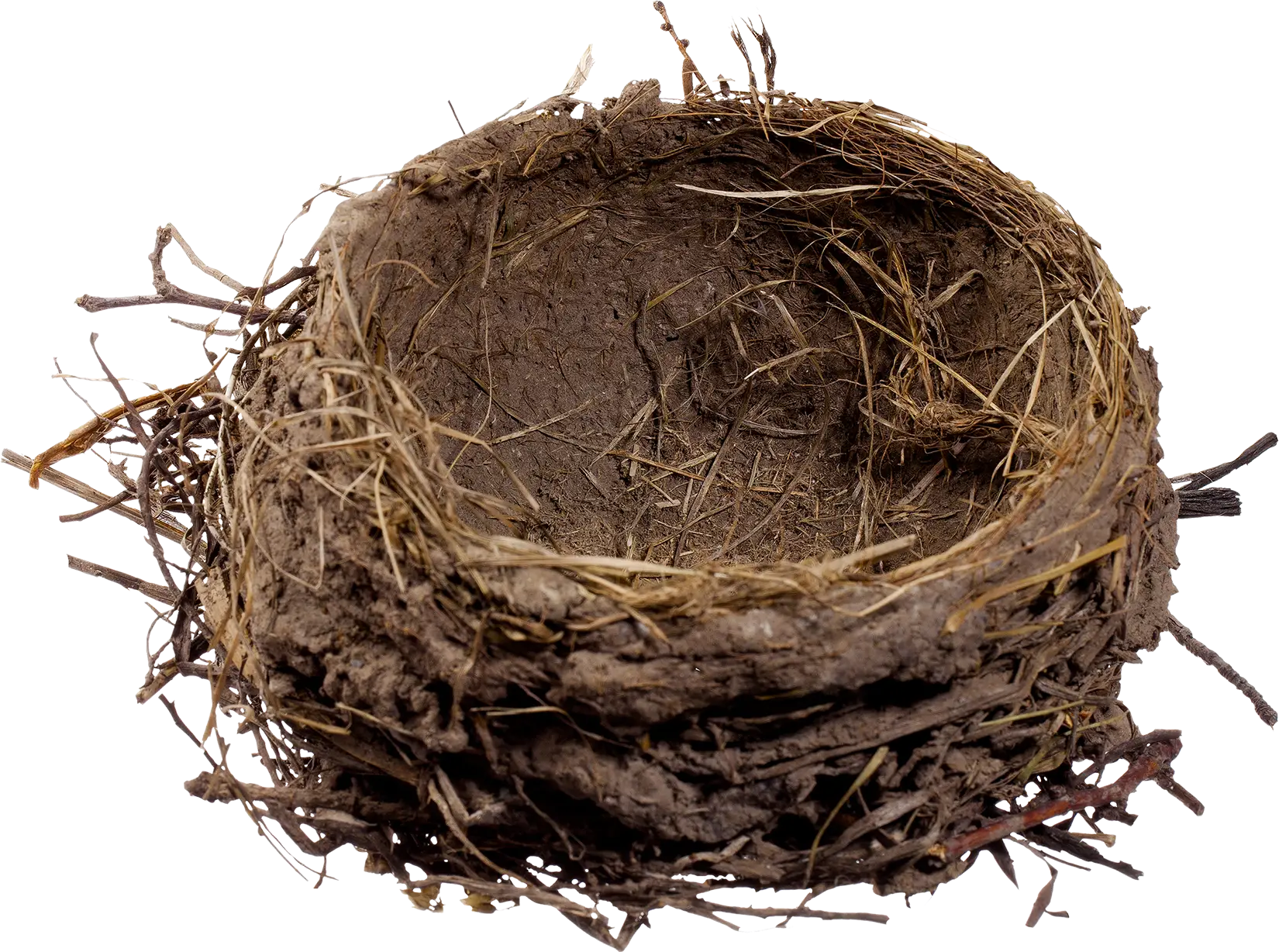 Detailed Bird&#039;s Nest Illustration