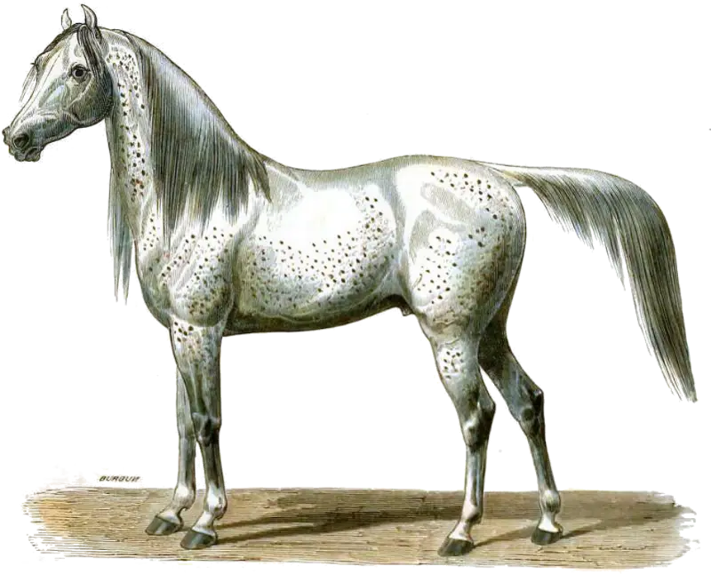 Gray Horse Illustration Design