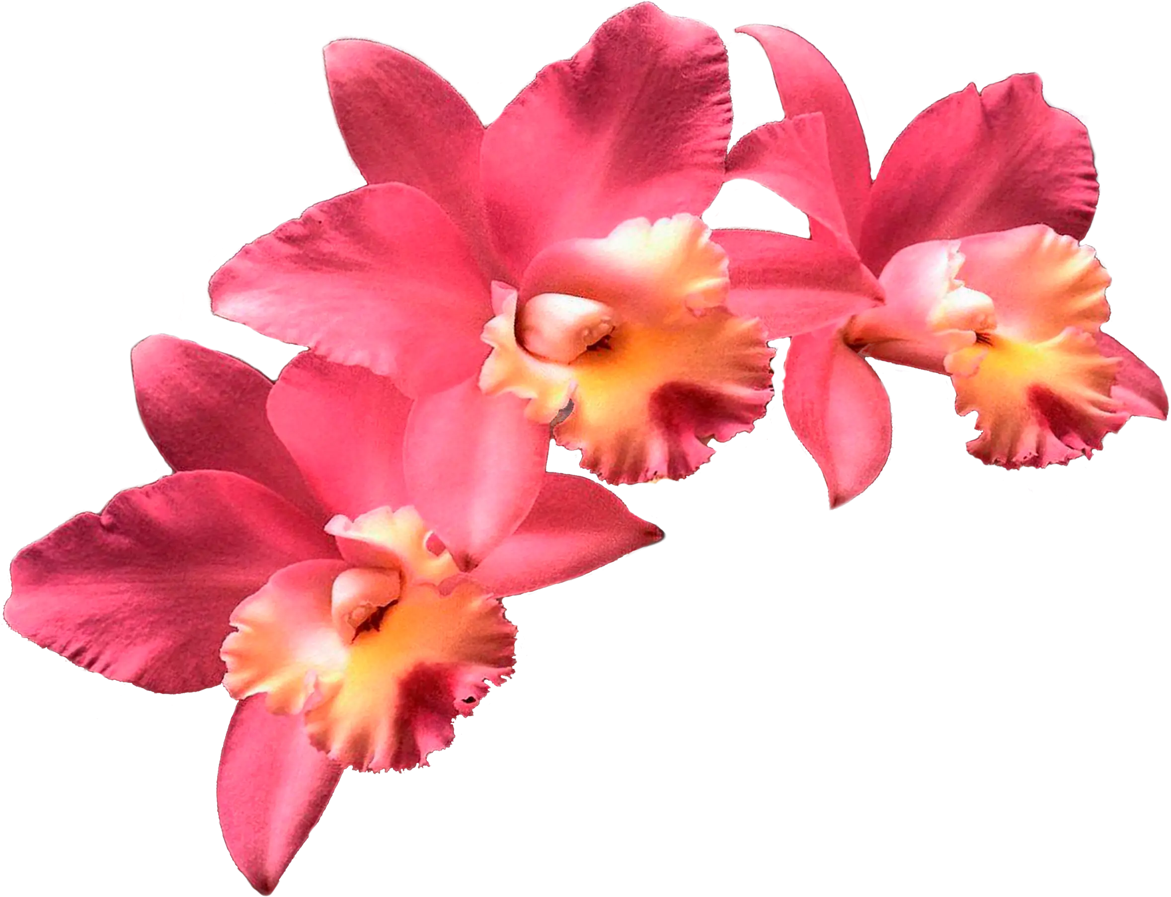 Pink Orchid Flowers Illustration