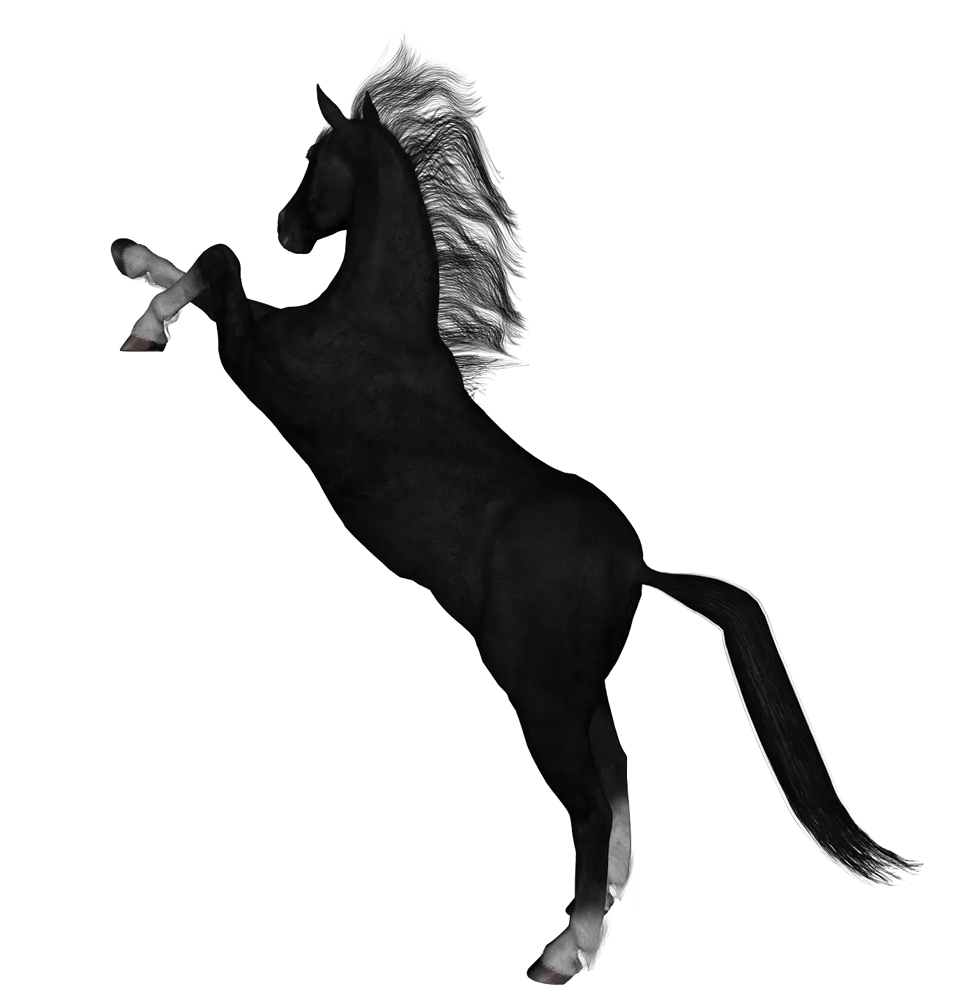 Rearing Black Horse in Dynamic Pose