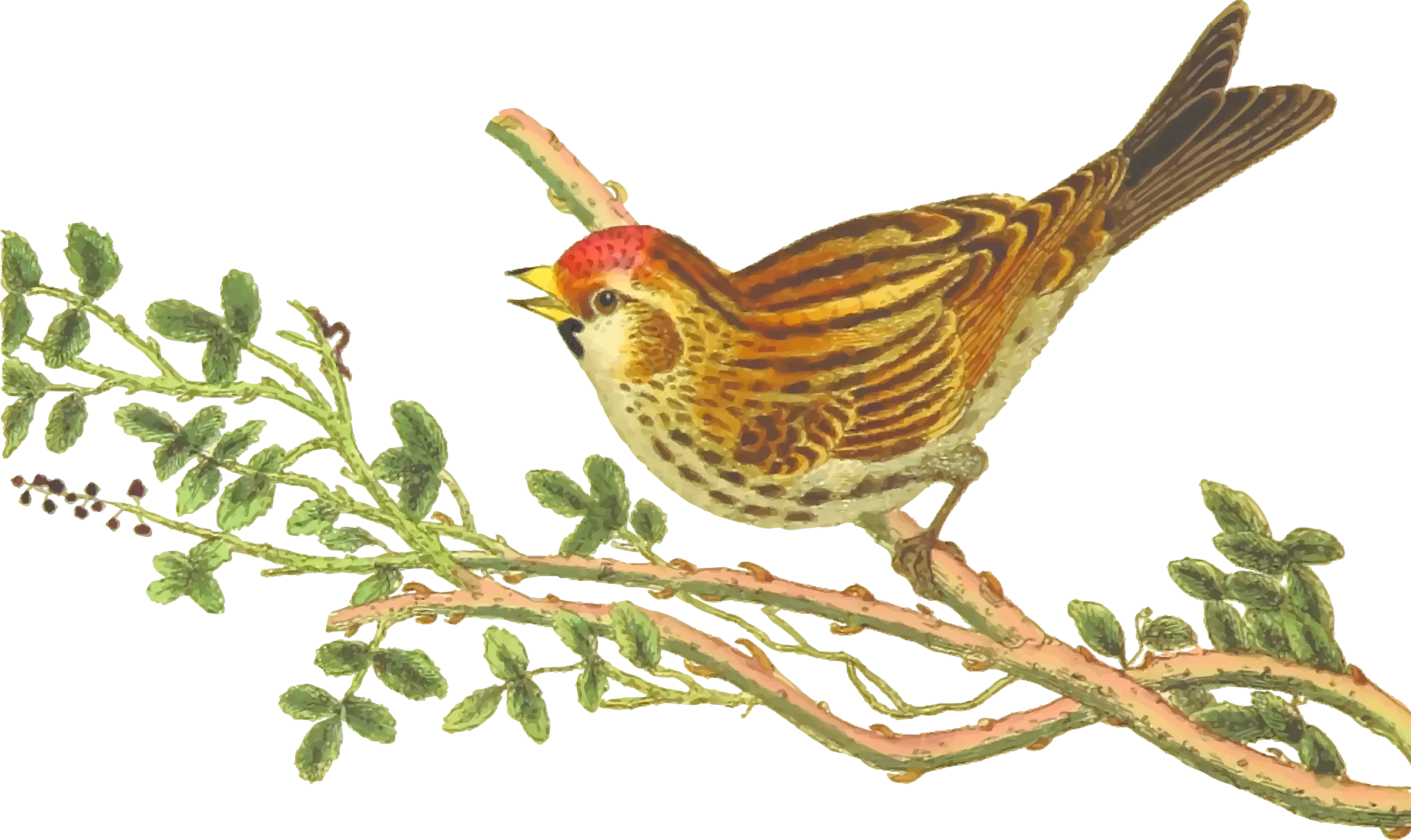 Bird Perched on Branch