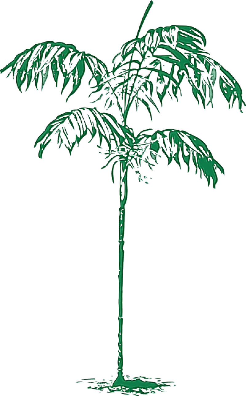 Tall Tree Sketch with Green Leaves