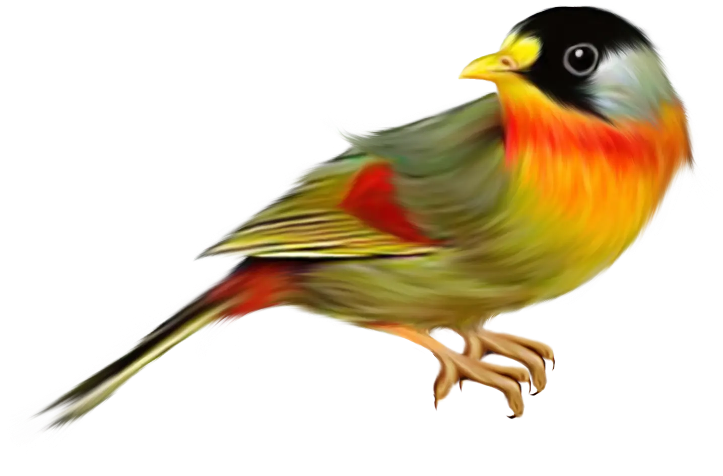 Colorful Bird Illustration