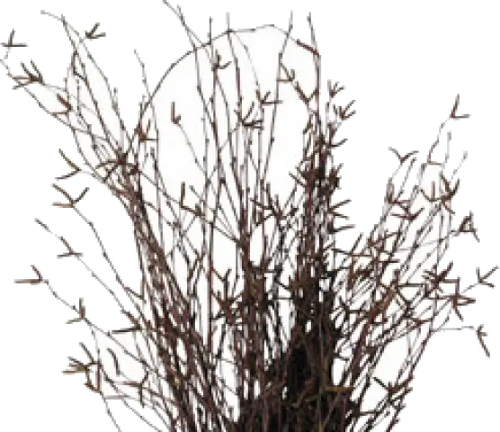 Dry Bare Twigs in Minimalist Style
