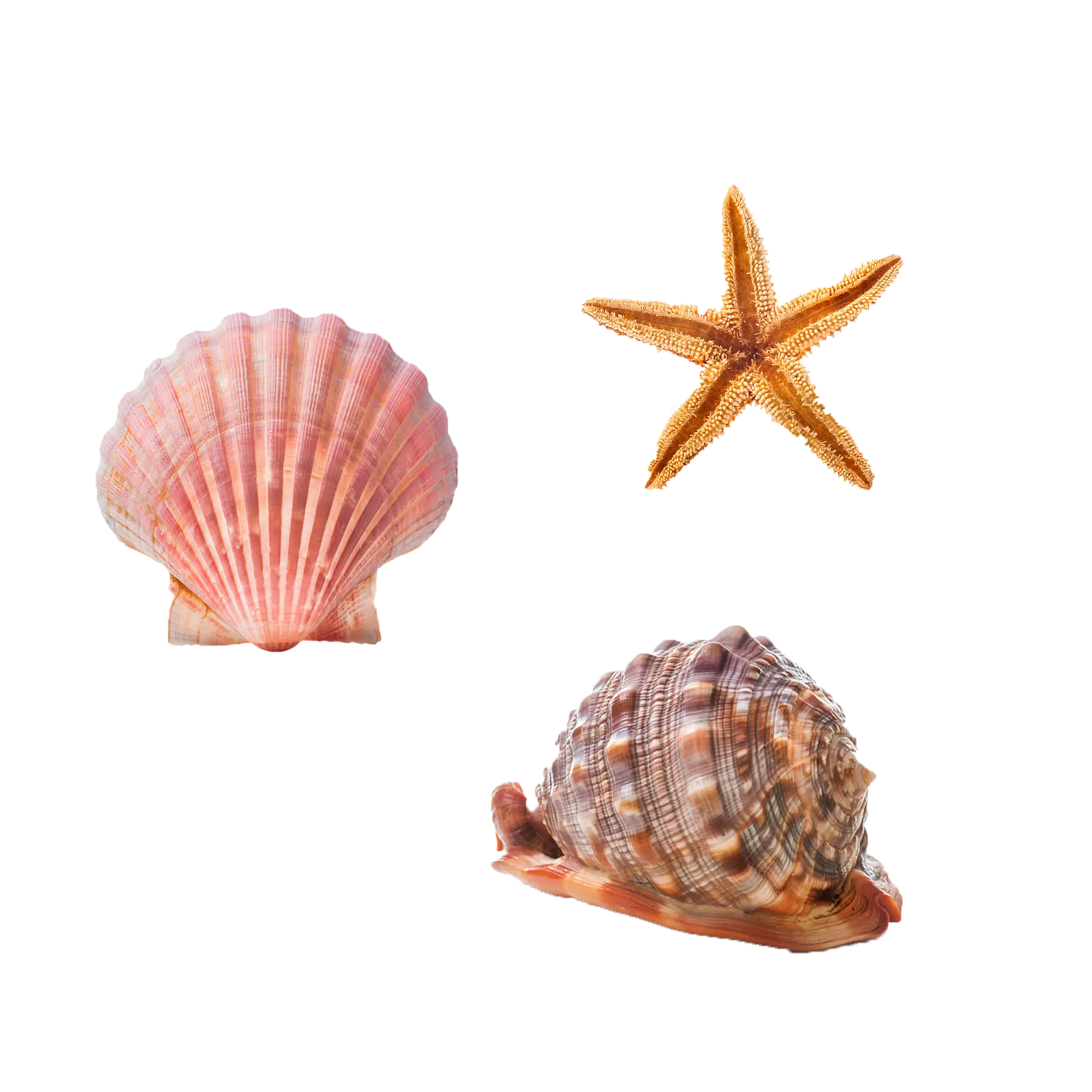 Seashells and Starfish for Coastal Themes