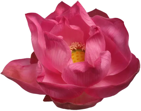 Illustration of a Pink Lotus Flower
