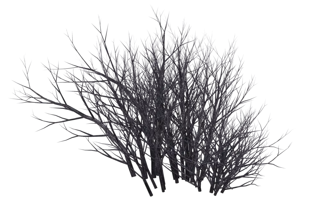Bare Tree Branches Depicting Winter or Autumn