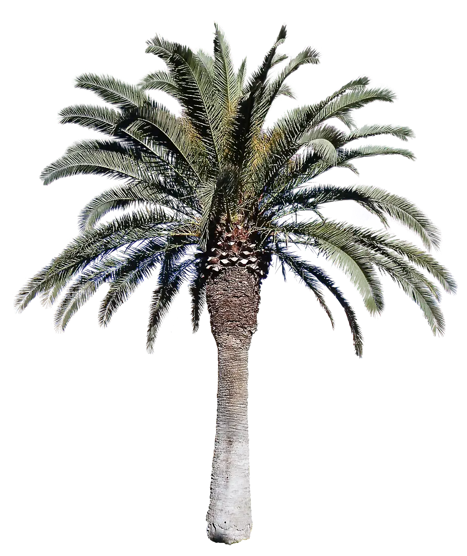 Tall Palm Tree in Tropical Style