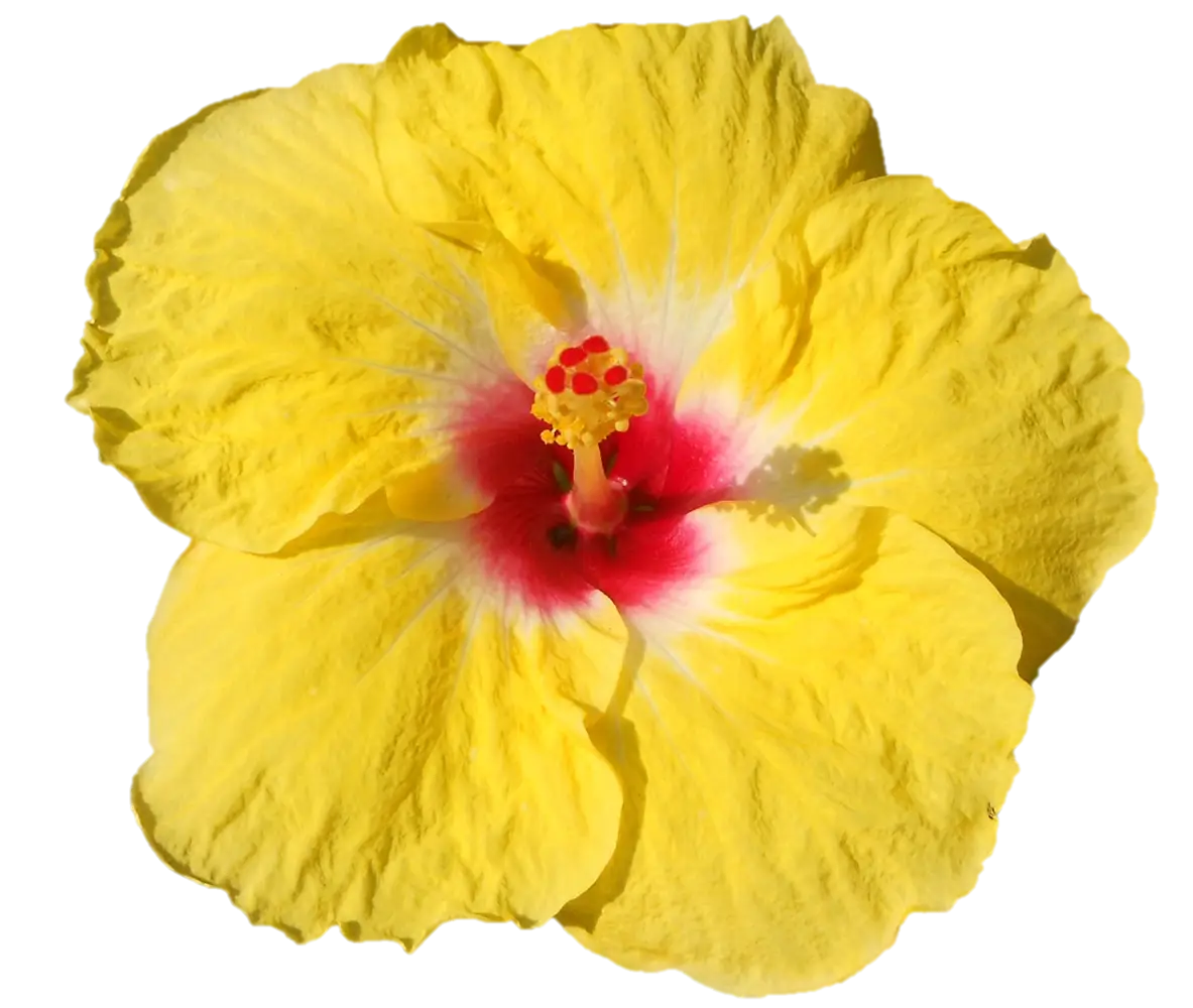 Yellow Hibiscus Flower Close-Up