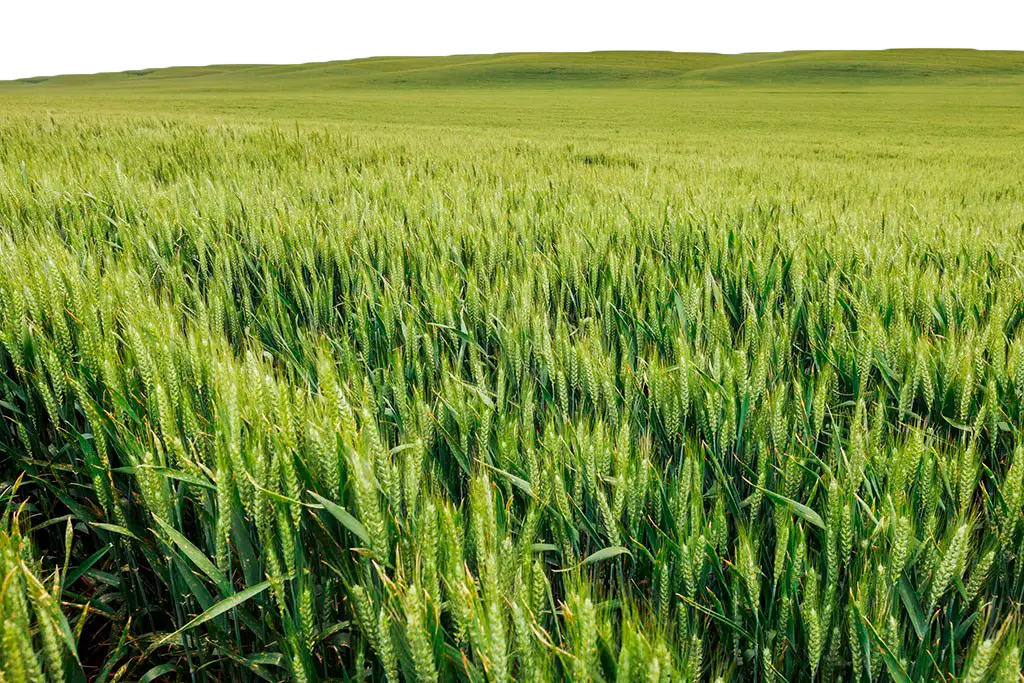Green Wheat Field
