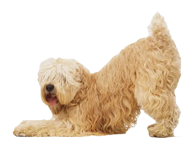 Playful Furry Dog