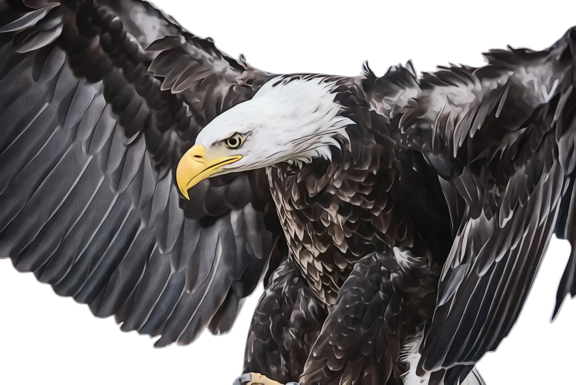 Bald Eagle Illustration