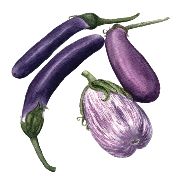 Eggplants Illustration in Watercolor Style