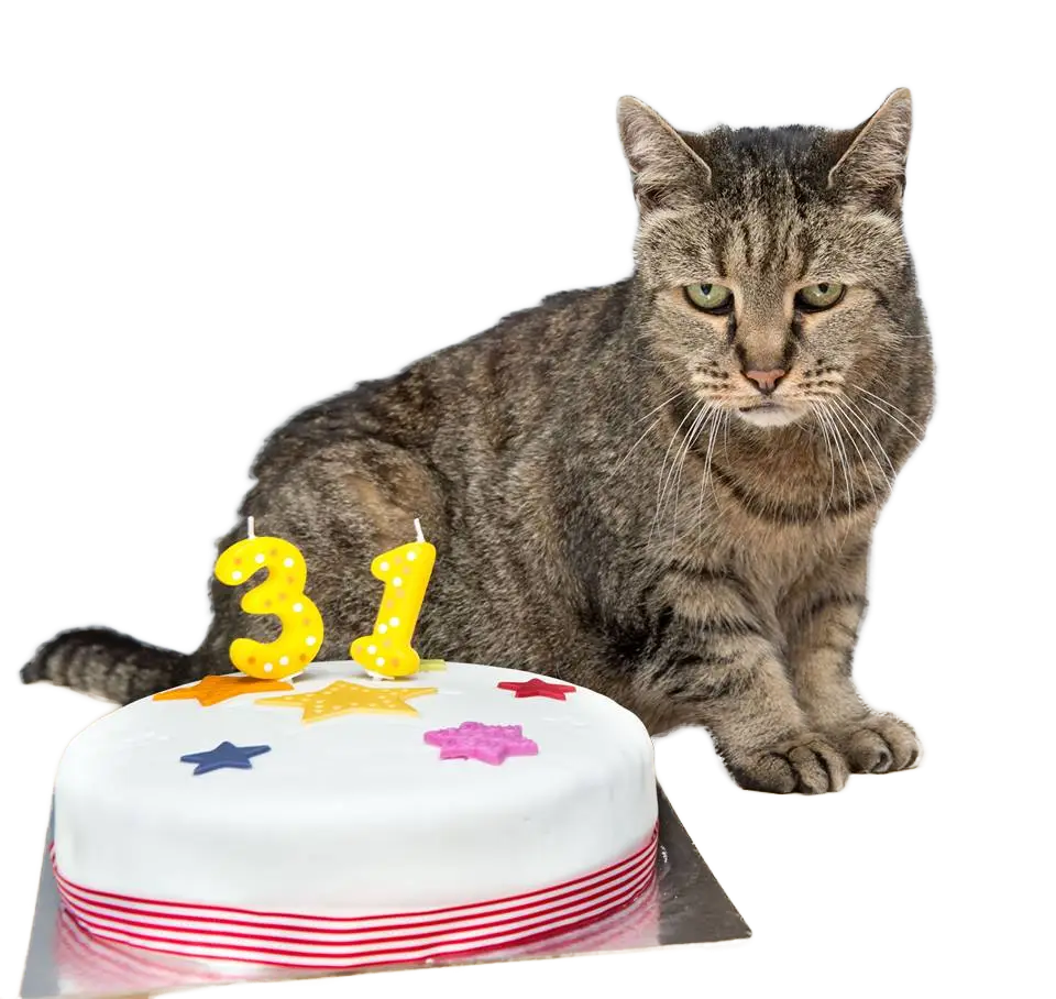 Cat Celebrating 31st Birthday with Cake