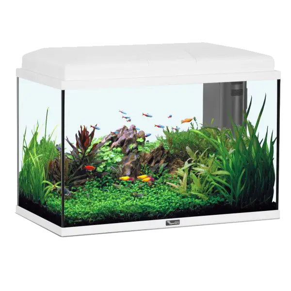 Aquarium with Colorful Fish and Green Plants