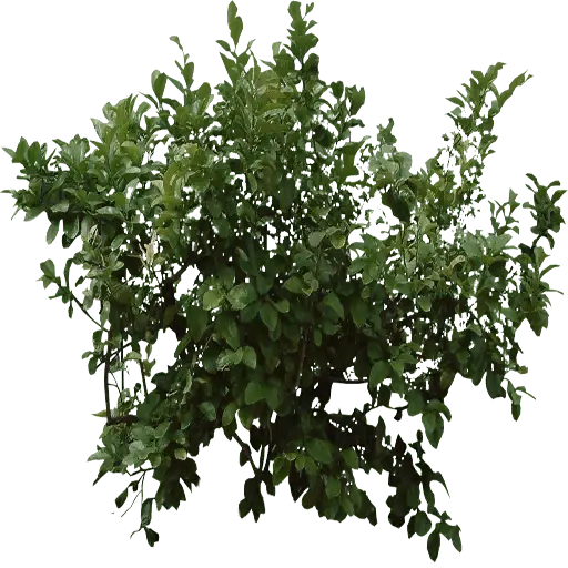 Dense Green Bush for Outdoor Gardens