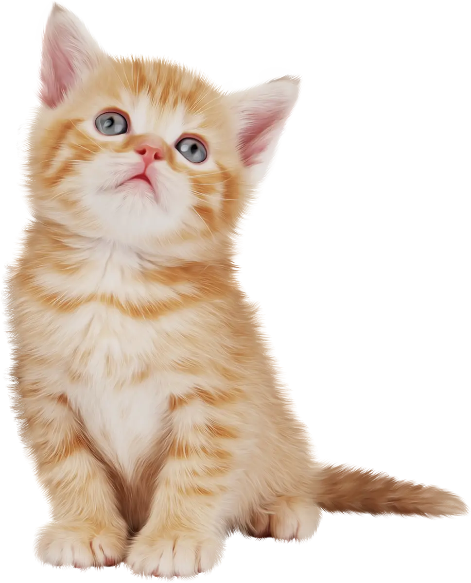 Orange Tabby Kitten Illustration