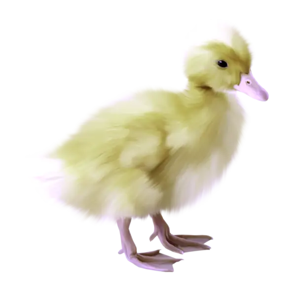 Cute Yellow Duckling with Fluffy Feathers