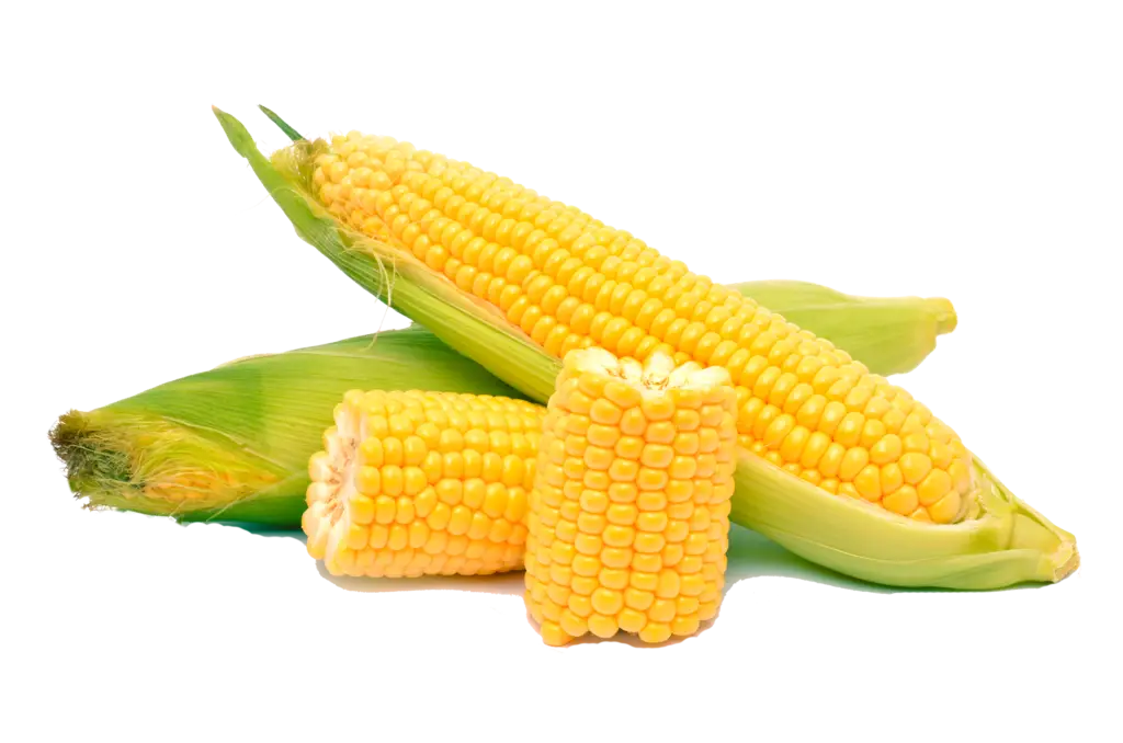Illustration of Fresh Corn Cobs