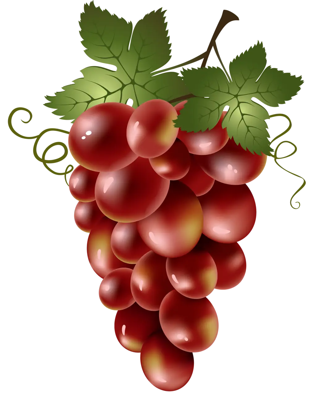 Cluster of Red Grapes with Vine Leaves