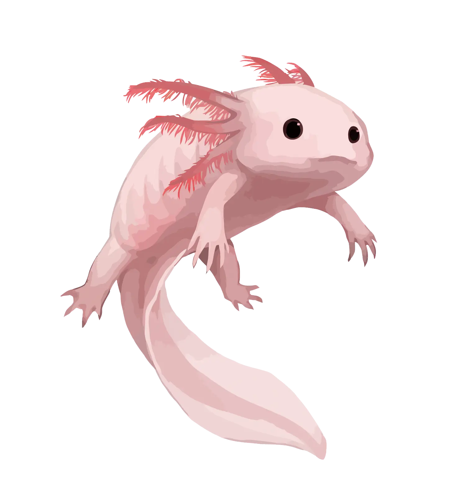 Pink Axolotl