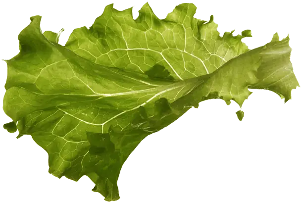 Fresh Green Lettuce Leaf