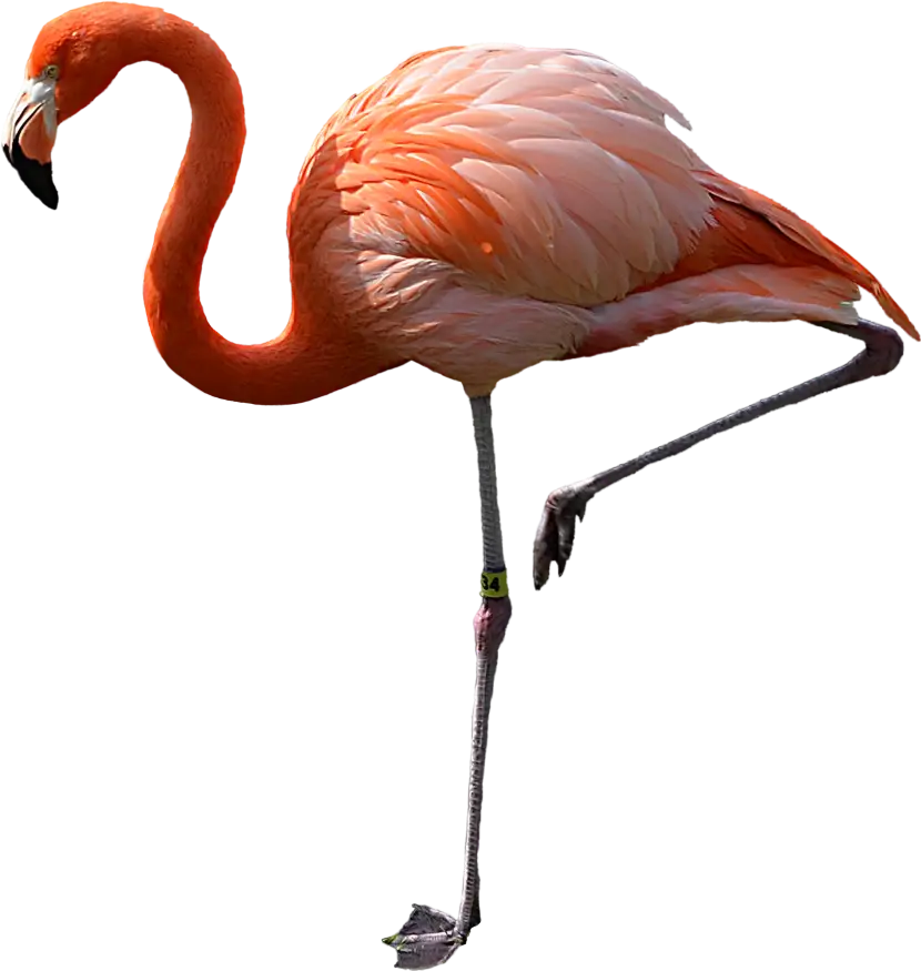 Flamingo Standing Gracefully on One Leg