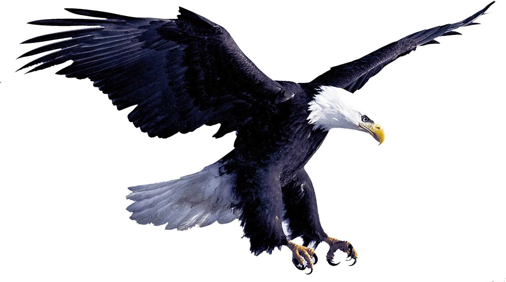 Bald Eagle with Outstretched Wings in Flight