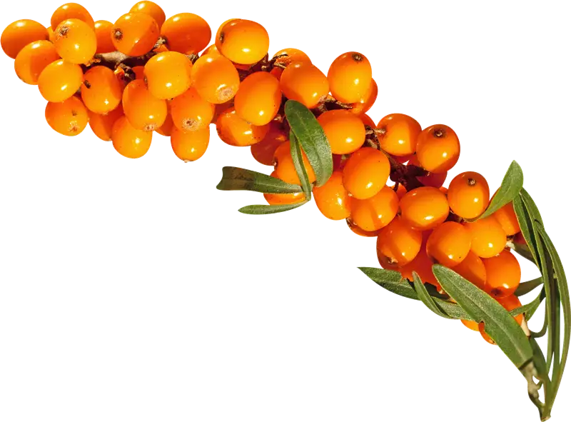 Fresh Sea Buckthorn Berries
