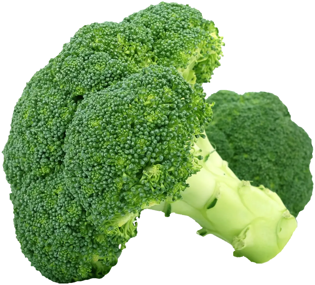 Fresh Green Broccoli