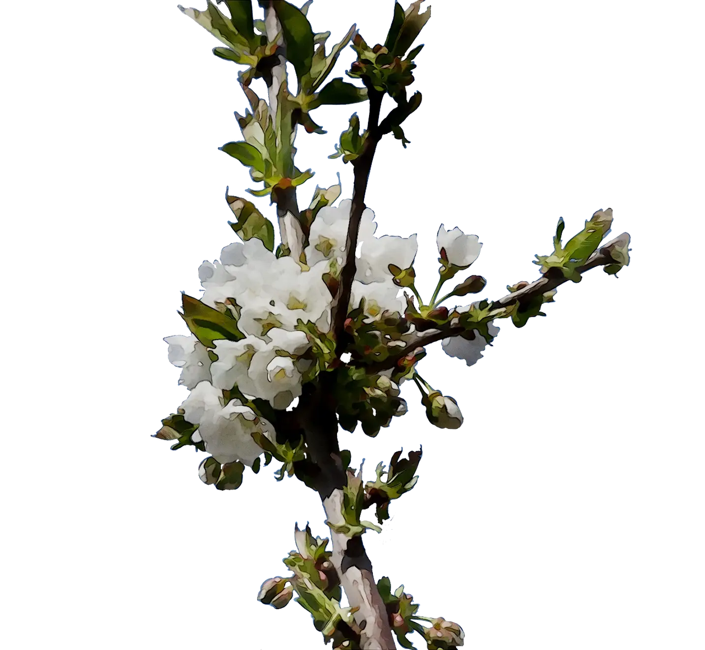 White Cherry Blossoms on Branch