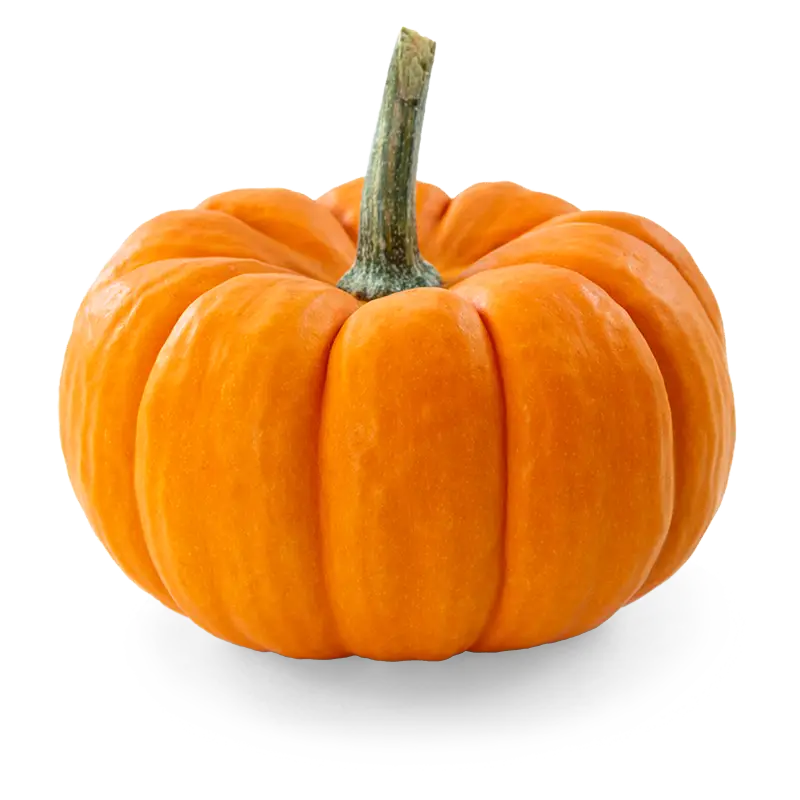 Bright Orange Pumpkin for Autumn Season