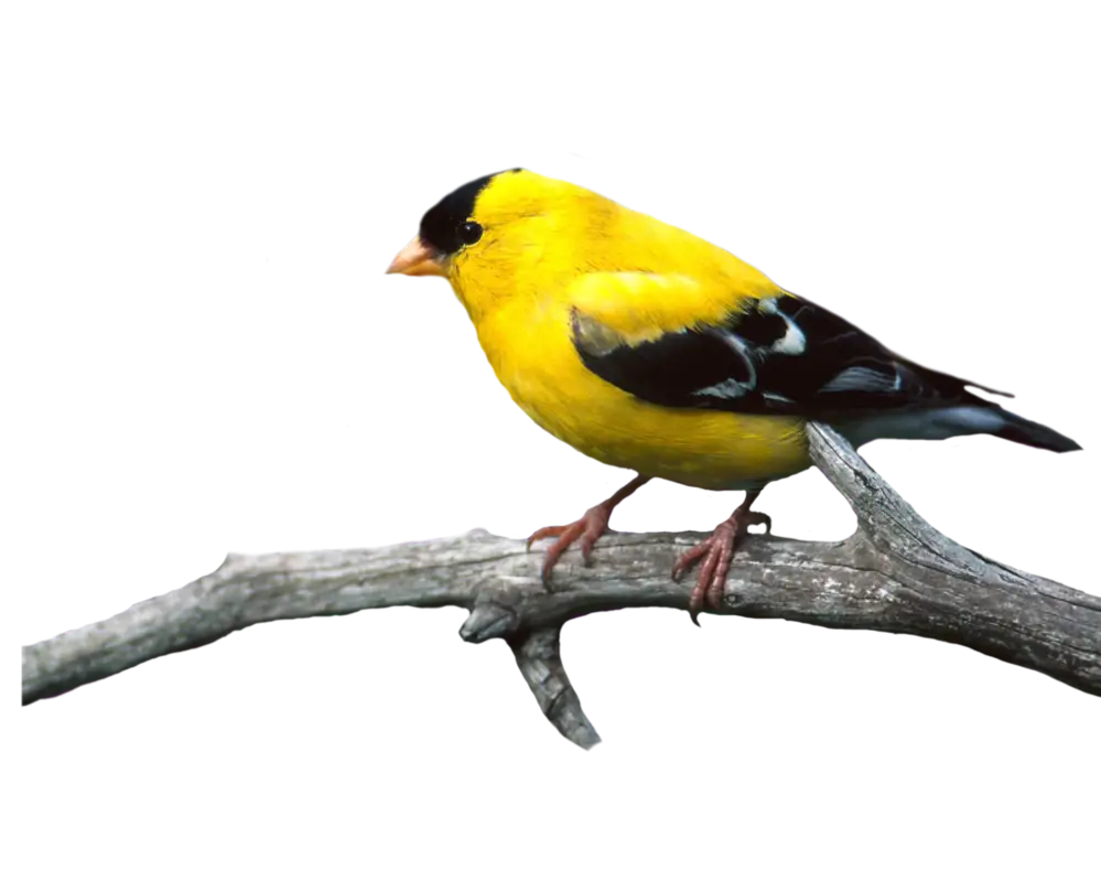 Yellow Bird Perched on a Branch