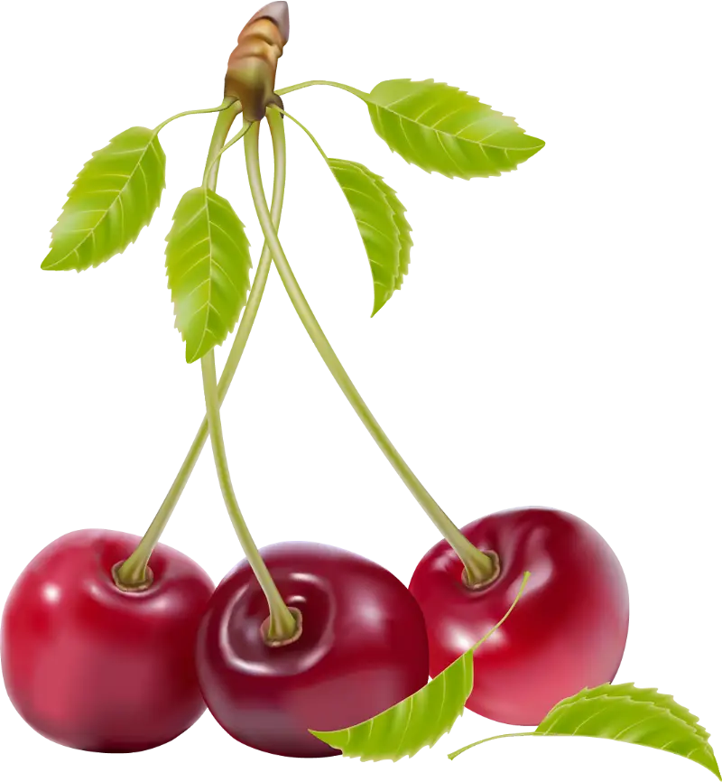 Cherries with Leaves Illustration