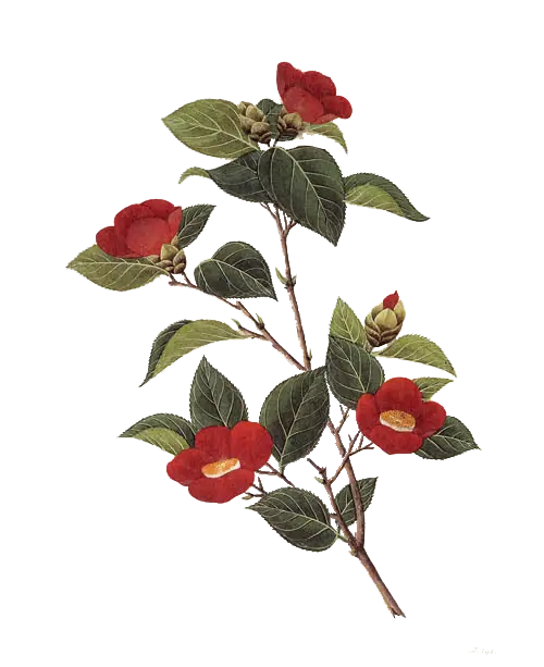 Red Flowers on Branch