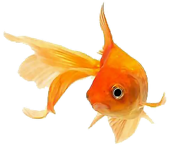 Beautiful Goldfish with Flowing Fins