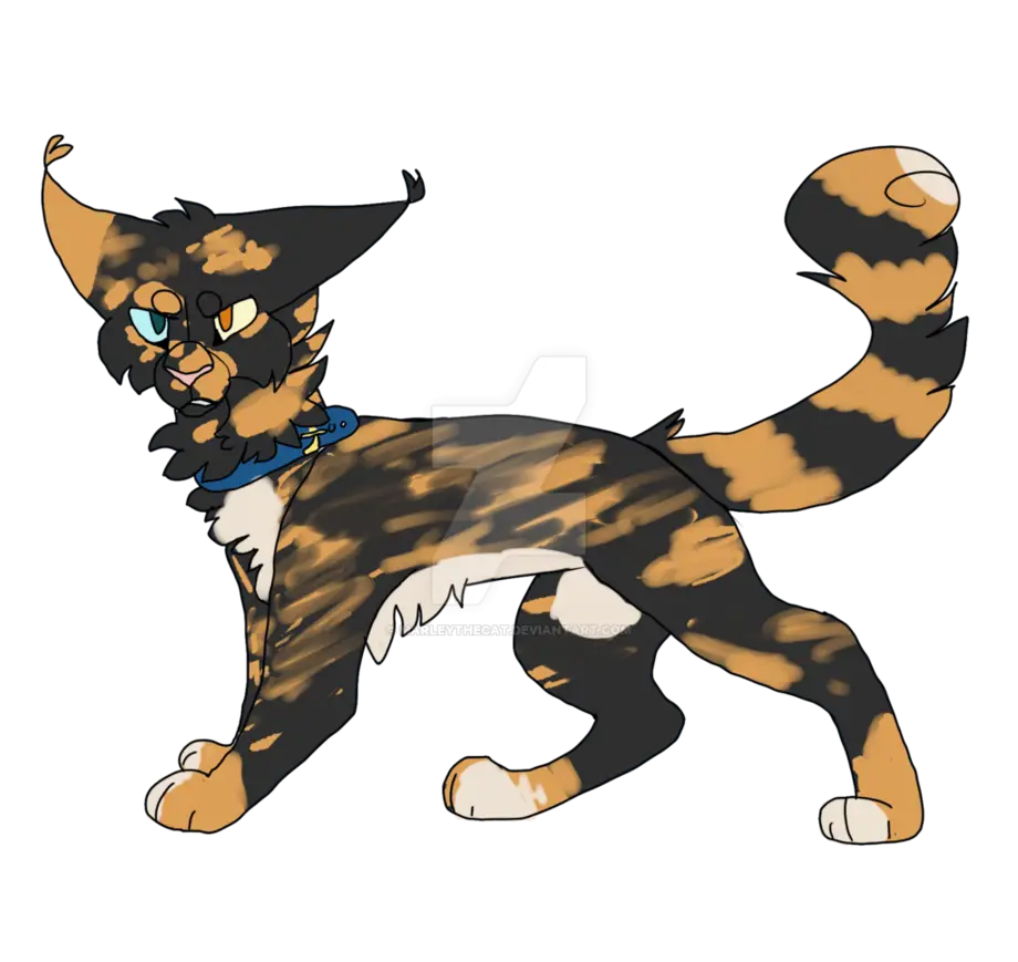Colorful Cat with Blue Collar
