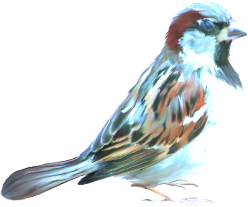 Sparrow with Bright Colors