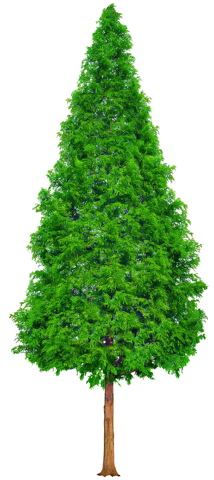 Tall Green Pine Tree