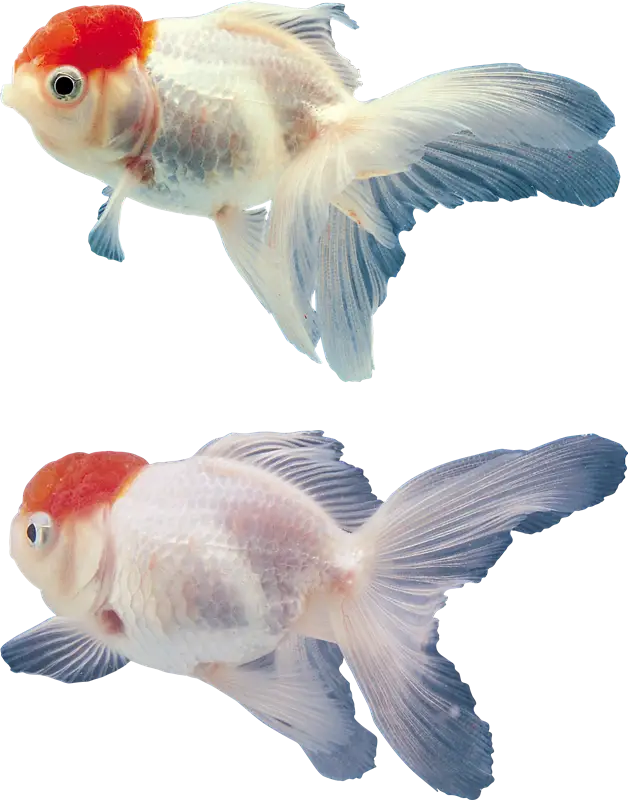 Beautiful Goldfish