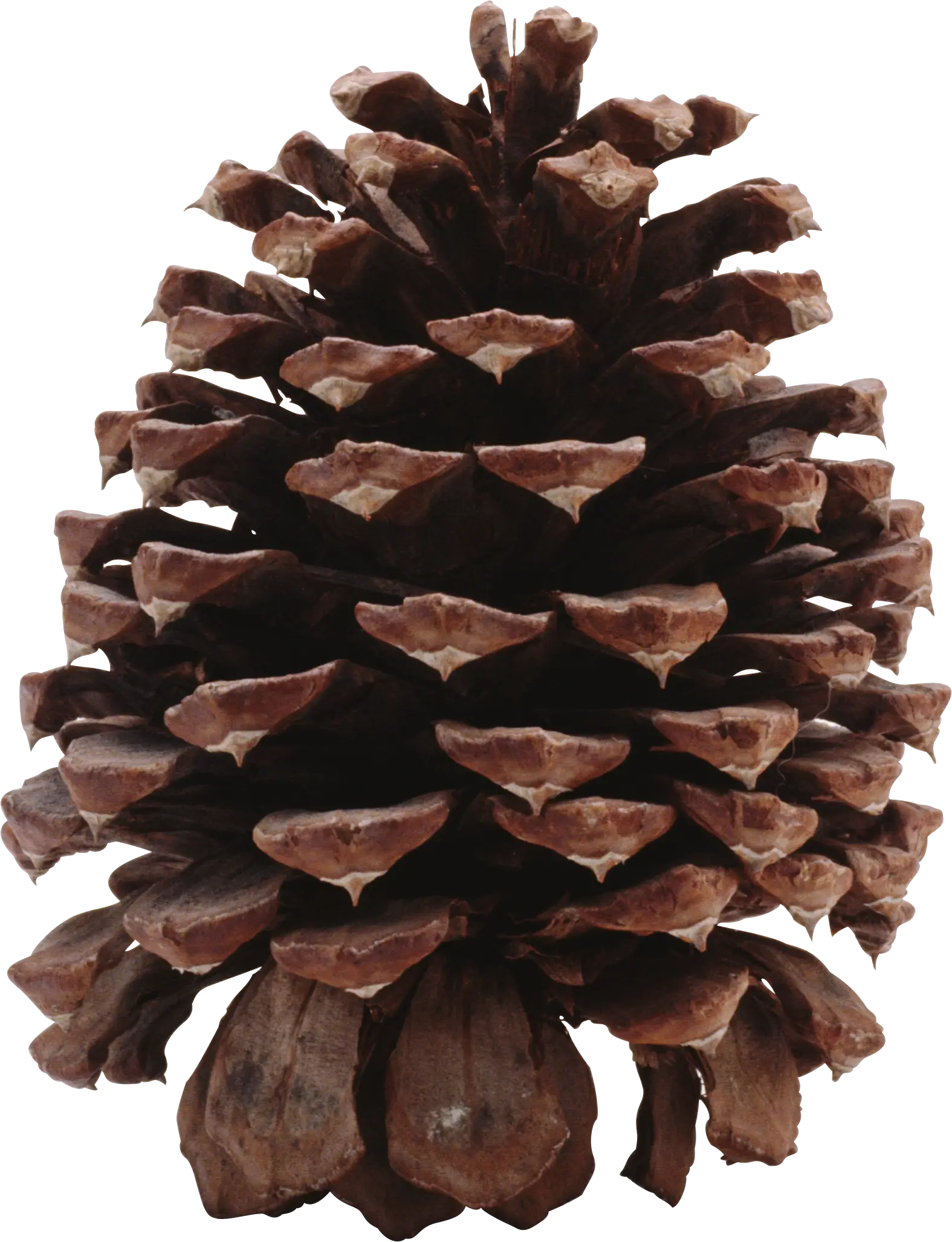 Brown Pine Cone