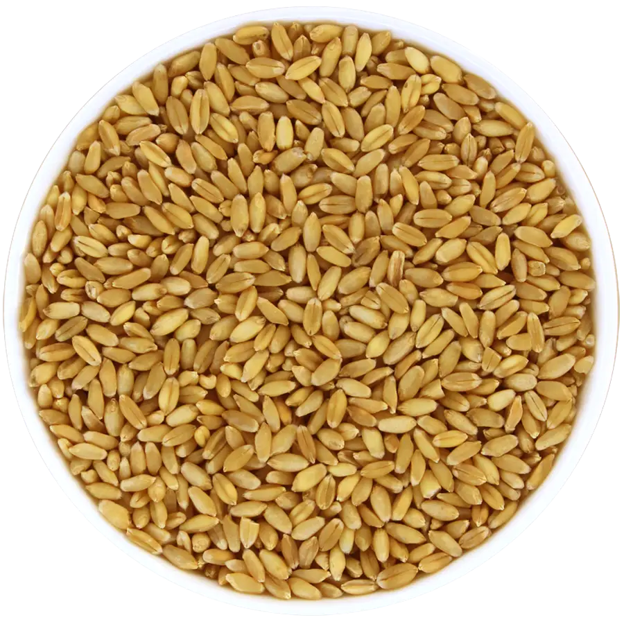Bowl of Wheat Grains