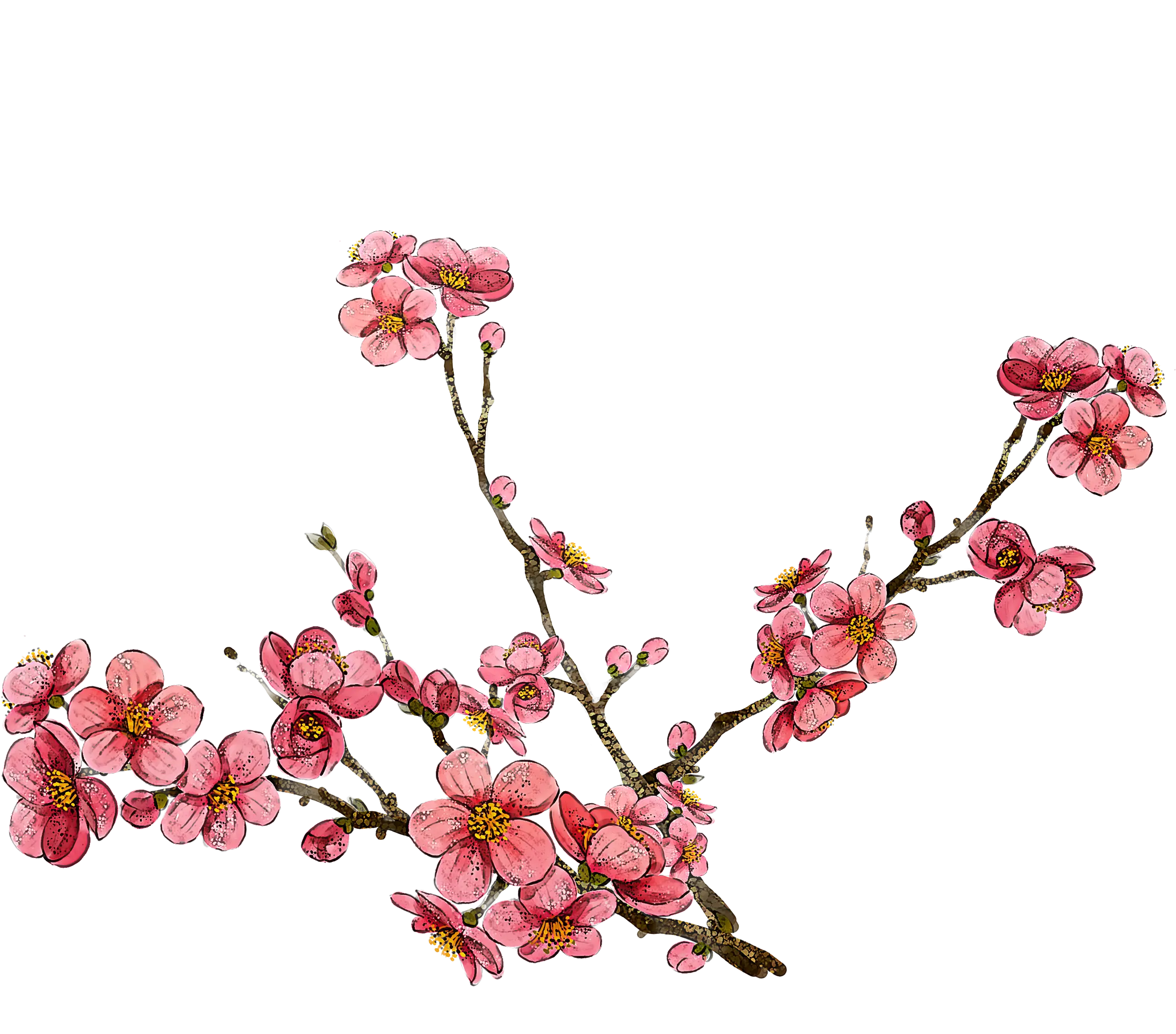 Pink Cherry Blossom Branch in Full Bloom