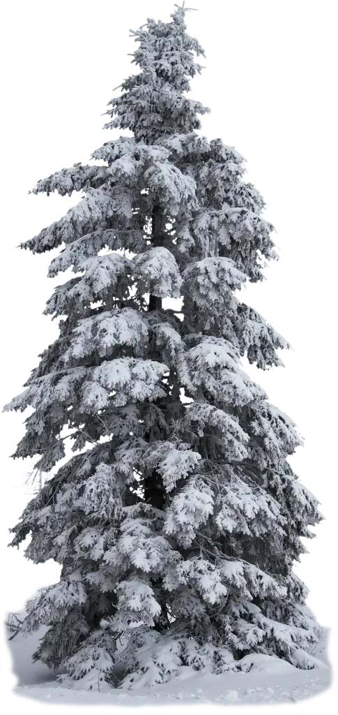 Snow-Covered Pine Tree in Winter