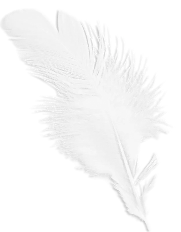 Delicate White Feather Sketch Outline