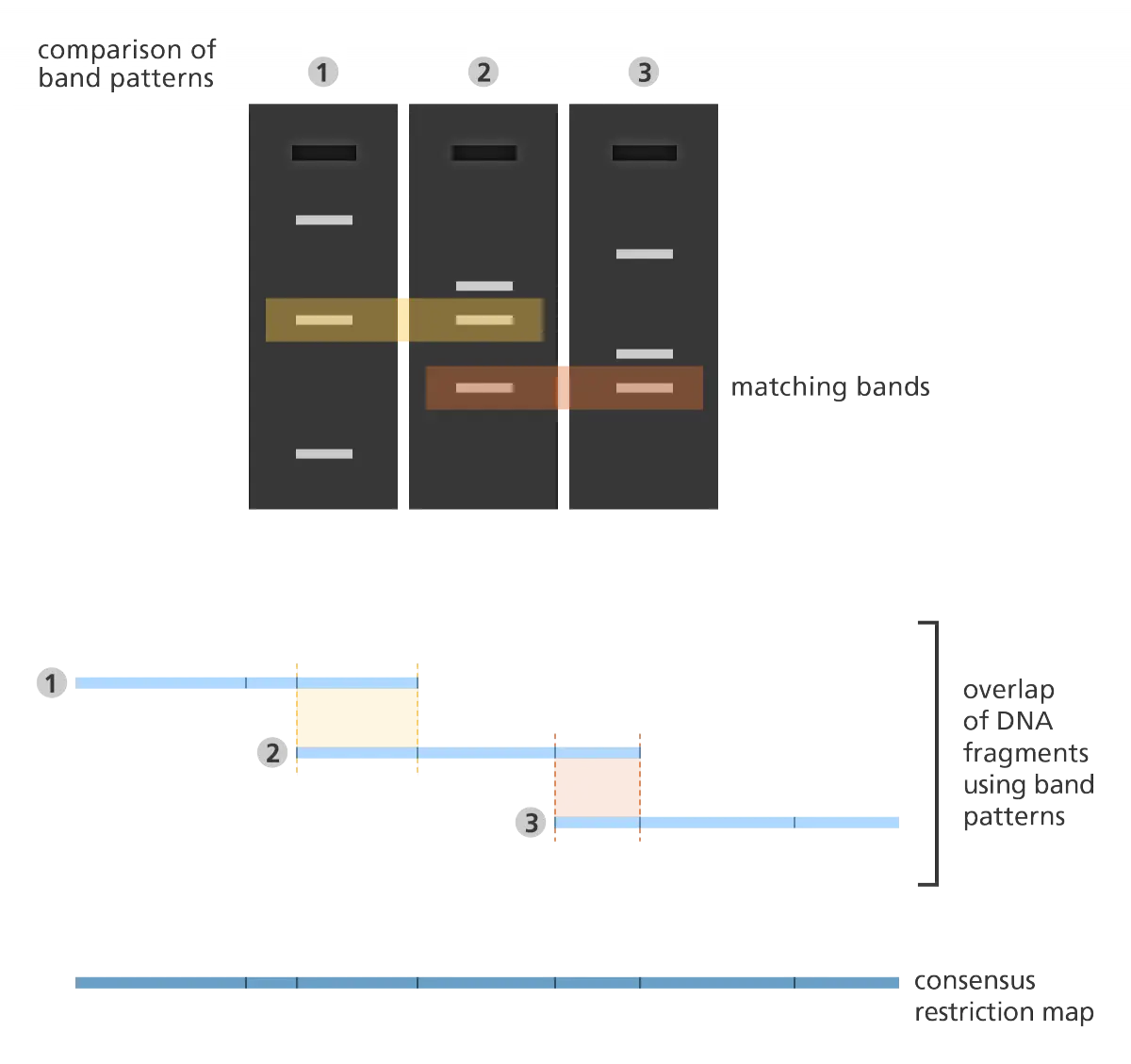 DNA Band Patterns Diagram