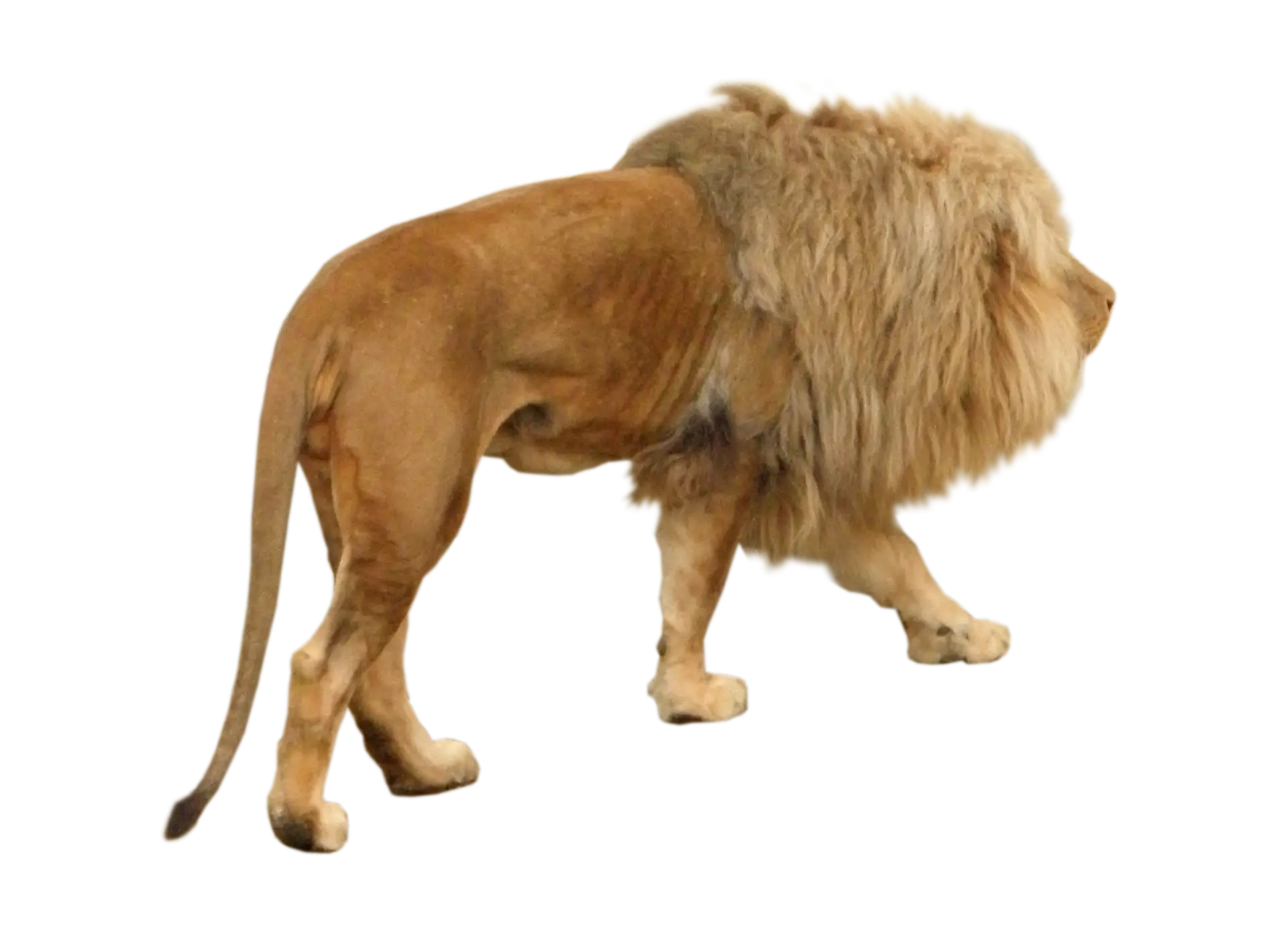 Majestic Lion Walking in Profile
