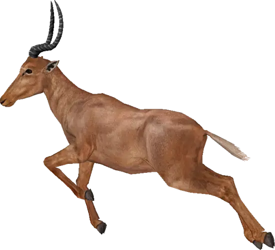 Running Antelope Illustration